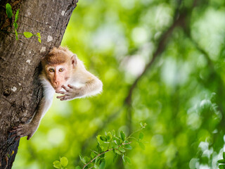 Monkey on the Pithecellobium dulce trees in forest park only the header appears on branch, looking and eye contact. It cheeky, enjoy relax happy, Khao Ngu Stone Park, Thailand. Space for text input.