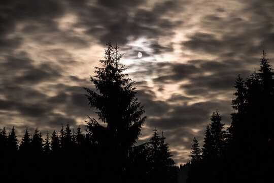 Night scenery of the dark woods