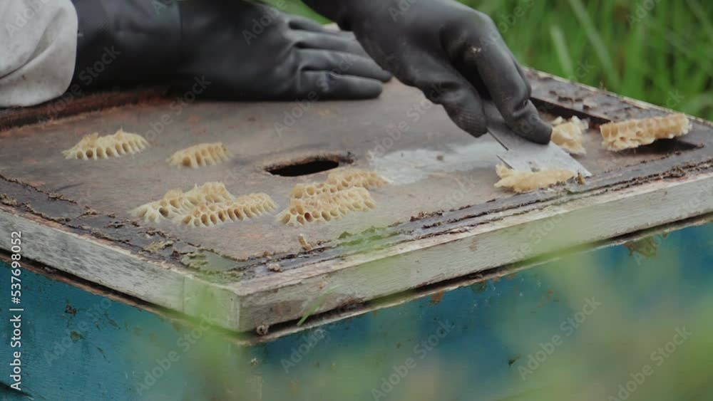 Poster Closeup shot of a Man Uses a Knife to Slice through Honeycomb and Scrape the Wax into a Nearby Bucket While Honey Drips down the Wooden Frame