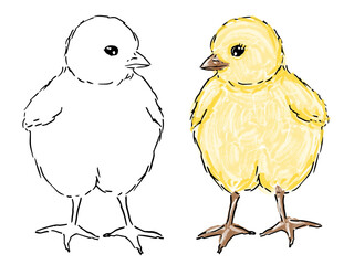 Digital watercolor chick and line silhouette hand drawn illustration set. Small yellow newborn baby chicken. Tiny fluffy chick front set. White background