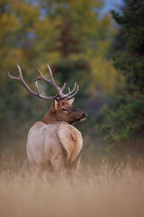 A bull elk in front of the forest edge in the fall time photographed from behind looking backwards
