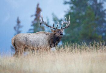 A bull elk bugling on a ridge
