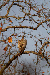 Vultures sitting and waiting near a carcass in Bandhavgarh in India
