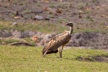 Vultures sitting and waiting near a carcass in Bandhavgarh in India