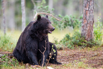 Naklejka na ściany i meble European Brown bear or Grizzly walks across the grasslands of Kuhmo Finland, Europe