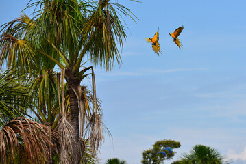 A pair of blue-and-yellow macaws (Ara ararauna) flying to a palm tree on the Amazonian wetlands near Cabixi, Rondônia state, Brazil © Pedro