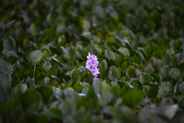 Water hyacinth (Eichhornia crassipes) in the Guaporé - Itenez river, near the village of Cabixi, Rondonia state, Brazil, on the border with Santa Cruz Department, Bolivia