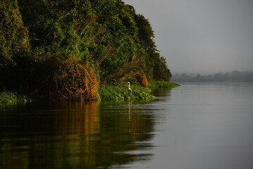 A great egret (Ardea alba) on the banks of the Guaporé-Itenez river, near the remote village of Remanso, Beni Department, Bolivia, on the border with Rondonia state, Brazil