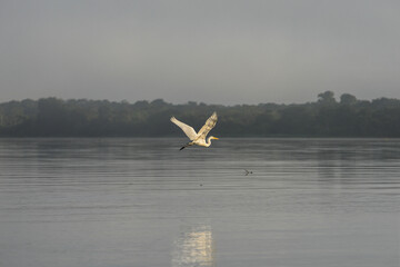 A great egret (Ardea alba) flying above the Guapor&eacute;-Itenez river, near the remote village of Remanso, Beni Department, Bolivia, on the border with Rondonia state, Brazil