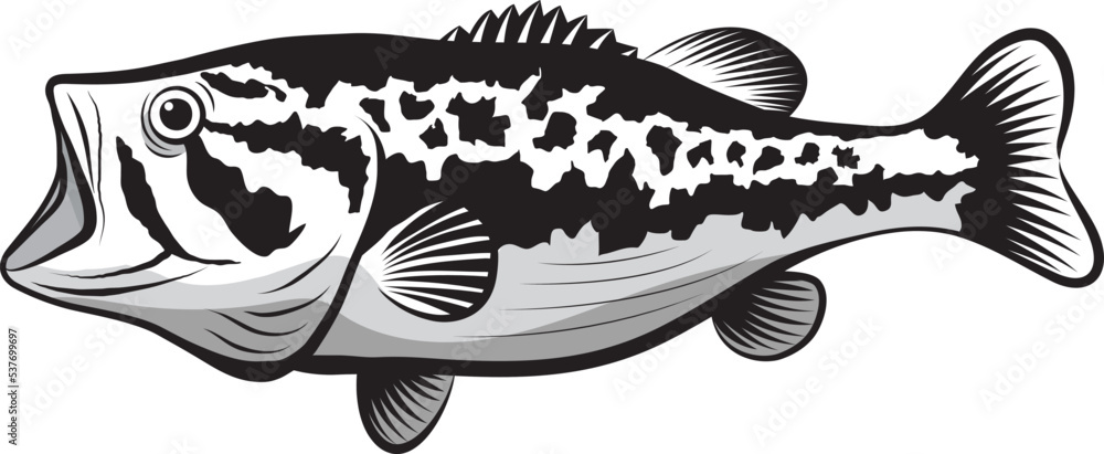 Wall mural Bass fish line drawing style on white background. Design element for icon logo, label, emblem, sign, and brand mark.Vector illustration