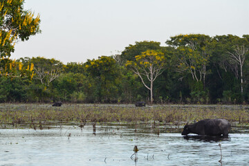Feral buffalos wading in a flooded field deep in the Amazon rainforest near the Guaporé-Itenez...