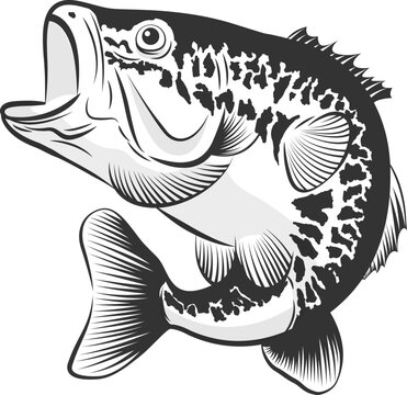 Bass fish line drawing style on white background. Design element