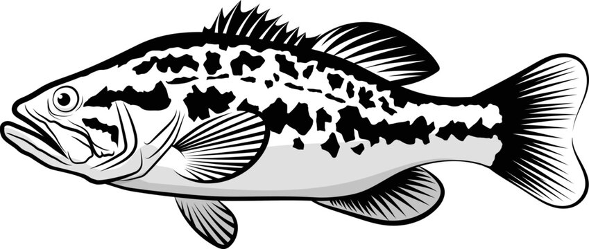 Bass Fish Outline Images – Browse 33,018 Stock Photos, Vectors, and Video