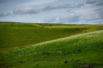 Spring Field in Myrniong, Victoria, Australia