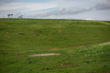 Obraz premium Spring Field in Myrniong, Victoria, Australia
