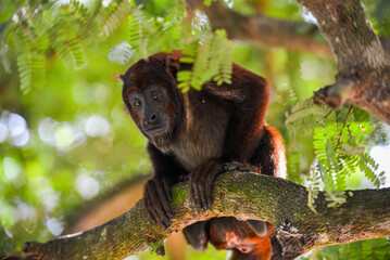 A Purús red howler monkey (Alouatta puruensis) adopted as a pet by the inhabitants of the remote...