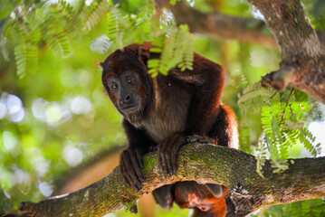 A Purús red howler monkey (Alouatta puruensis) adopted as a pet by the inhabitants of the remote village of Ricardo Franco, Vale do Guaporé Indigenous Land, Rondônia state, Brazil