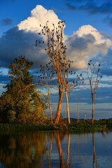 Bare trees full of neotropic cormorants (Nannopterum brasilianum) at sunset in the wetlands of the Guaporé-Itenez river, near Remanso, Beni Department, Bolivia, on the border with Rondonia, Brazil