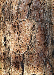 Rough Layered Brown Tree Bark Texture