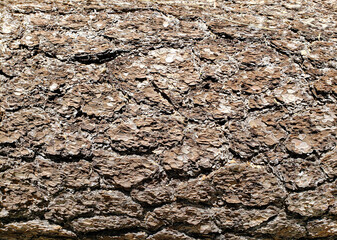 Old Brown and White Tree Bark Texture