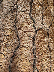 Cracked Brown Tree Bark Texture