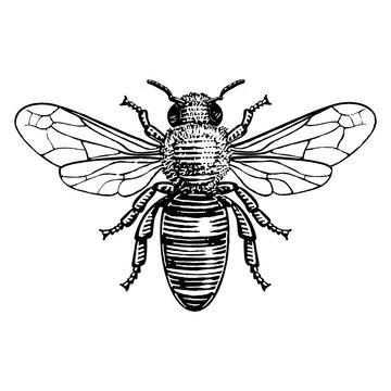 Honey Bee. Hand drawn illustration of a honey bee in a vintage etched style.