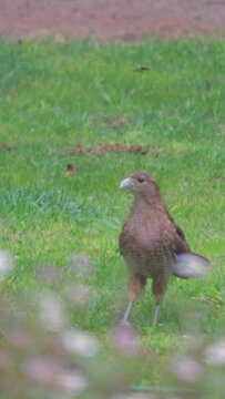 Vertical footage of a chimango caracara (Milvago chimango) checking its surroundings before eating