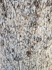 White Black Brown Tree Bark Pattern with Lines and Spots