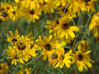 Yellow Daisys
