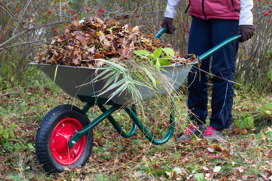 a gardener pushes a garden wheelbarrow filled with fallen leaves