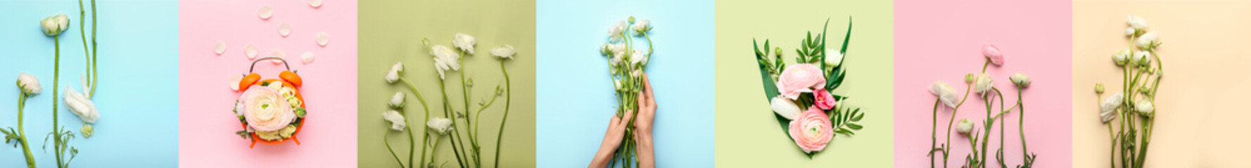 Fototapeta premium Collage of beautiful ranunculus flowers on color background