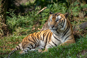 Naklejka na ściany i meble Tiger (Panthera tigris) is the largest living cat species of the genus Panthera. Tigers have distinctive stripes on their fur, in the form of dark vertical stripes on orange fur, with white underside