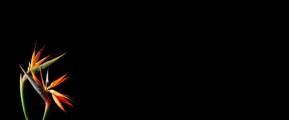 Beautiful Bird of Paradise flowers on dark background with space for text