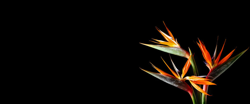 Beautiful Bird of Paradise flowers on dark background with space for text