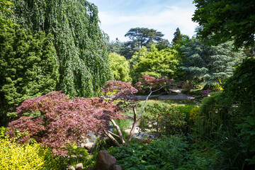 Pond in a japanese garden