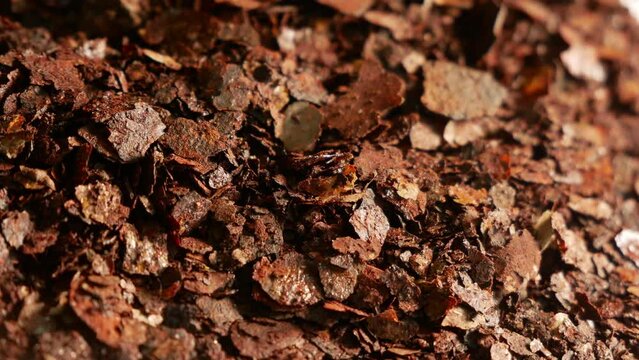 Iron oxide. A thin sheet of galvanized steel after 15 years of vehicle operation. Burning iron. Rusted metal