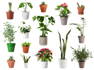 Group of houseplants in pots on white background