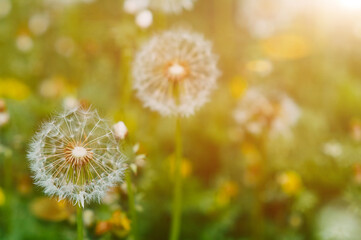 Forest meadow with fresh green grass and dandelions in the sun. Selective focus. Beautiful summer nature background. close up