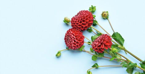 Beautiful dahlia flowers on light blue background with space for text