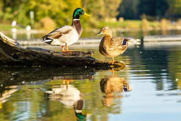 A mallard duck couple sitting on a branch in a little lake not far away from Cologne at a sunny day in autumn.