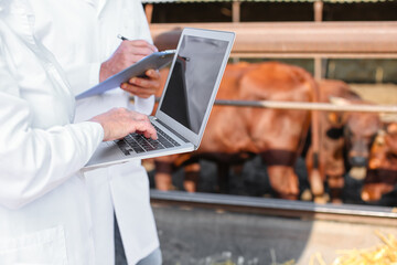 Veterinarians with laptop near paddock with cows on farm