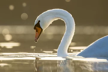 Ein schöner weißer Schwan in einem kleinen See unweit von Köln bei Sonnenuntergang an einem warmen Herbsttag. © ms_pics_and_more