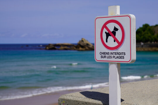 Prohibiting red signs dogs animals prohibited on beach dog sign french text means chiens interdits sur les plages