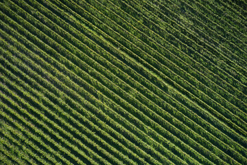 Fototapeta premium View of a vineyard with ripe grapes in a mediterranean country at sunset. Panoramic view of grape plantation valley in summer time aerial view.