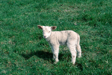 Obraz premium Cute baby sheep at Walter Peak, Queenstown