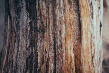 Textura tronco madera 2