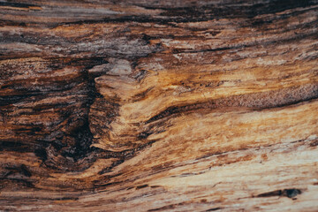 Textura tronco © Japosio