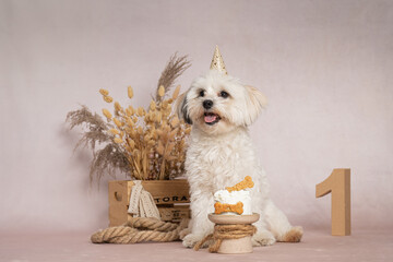 Portrait Malteser Maltipoo-Bolonka weiß erster Geburtstag, Party cake smash mit Hundetorte indoor ...