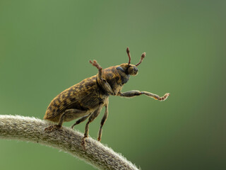 P9141772 Introduced Eurasian weevil, Rhinocyllus conicus, rearing on hind legs cECP 2022