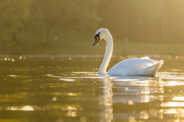 A beautiful white swan in a little lake not far away from Cologne at sunset at a warm day in fall.